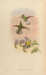 Eupherusa poliocerca